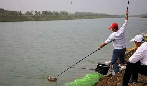 吴亚钓鱼饵料野钓鲢鳙怎么样？深度解析与实战应用指南