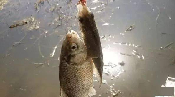 钓鱼饵料打窝包，提升诱鱼效果的实用指南