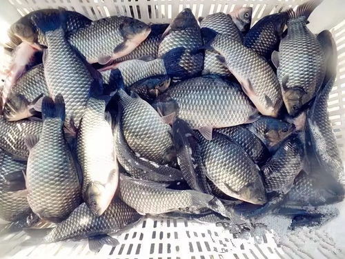 钓鱼饵料水放多了怎么办？我的鱼没上钩，我的笑没停住！