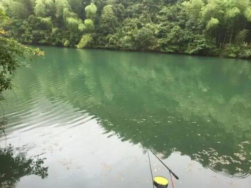 江门人工湖钓鱼饵料怎么样，一份全面指南
