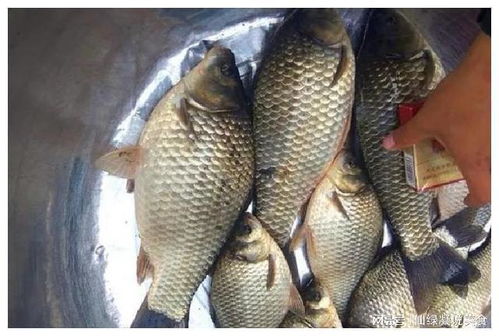 钓鱼饵料三秒有鱼怎么办？钓鱼大师教你破解难题！