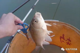 钓鱼饵料怎么开饵好钓？5个实用技巧让你鱼获翻倍！
