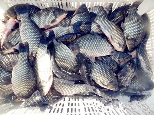 钓鱼打窝不吃鱼饵料怎么办？原因分析与应对策略