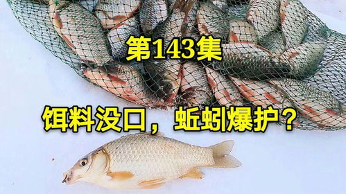 钓鱼饵料调制秘籍，告别轻易脱落，提升垂钓成功率
