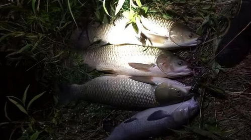 夜钓奇遇，当鱼儿只吃饵料不咬钩，高手这样破局
