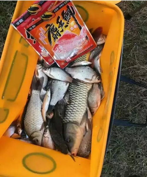 阿南钓鱼饵料怎么样？深度评测与实战视频解析！