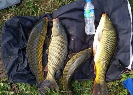 春秀钓鱼饵料味型怎么样？这4种味型，鱼口了还不过瘾！