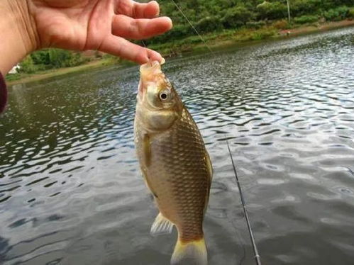钓鱼饵料鲤鱼狂拉鲤怎么办？这5招教你轻松应对！