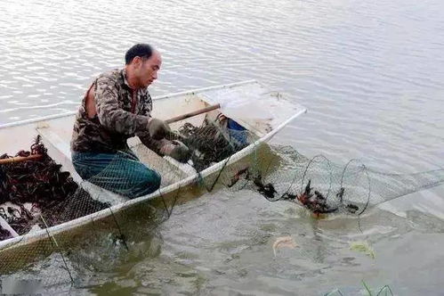 钓阳宗海，饵料怎么用？这份攻略请收好！