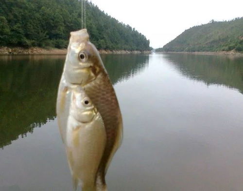 钓鱼饵料免单怎么做的呢？这些方法让你不用花钱也能钓大鱼！