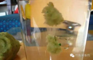 钓鱼饵料粘一层怎么办？全面解析与解决策略