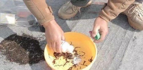 钓鱼饵料最简单方法怎么做