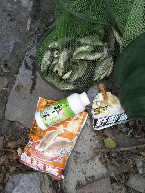 金牌钓鱼饵料怎么样？真实体验与评测，钓友必看！