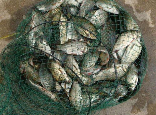 六月钓鱼饵料腥香怎么配？夏季鱼儿最爱的配方大揭秘