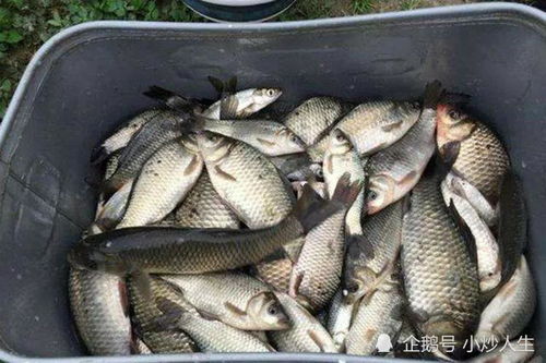 钓鱼饵料太硬会怎么样？这5个问题可能让你一无所获！