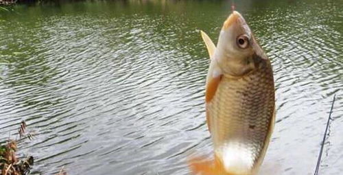 黑磷鲤钓鱼饵料怎么样好用吗？深度解析与实战测评