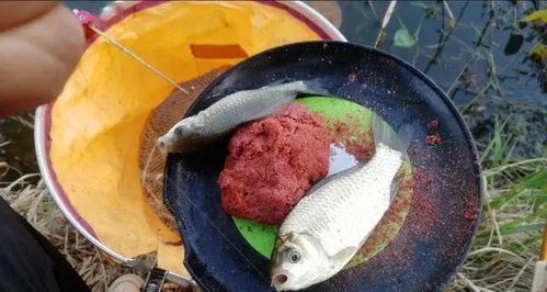 鱼肠怎么用？自制鱼肠饵料的秘诀！