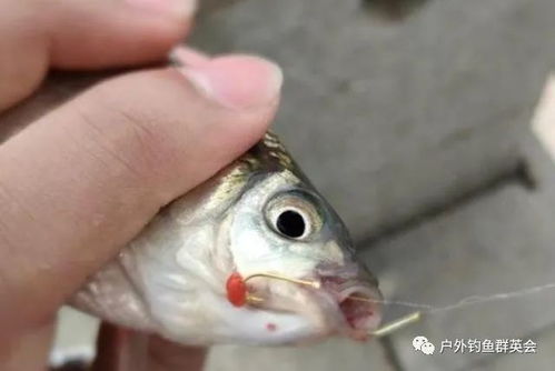 鱼钩饵料不粘钩？加这几种东西，鱼儿上钩率瞬间提升！