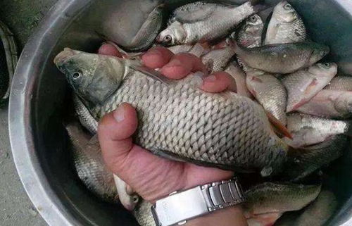自制干搓饵，持久诱鱼的钓鱼秘籍
