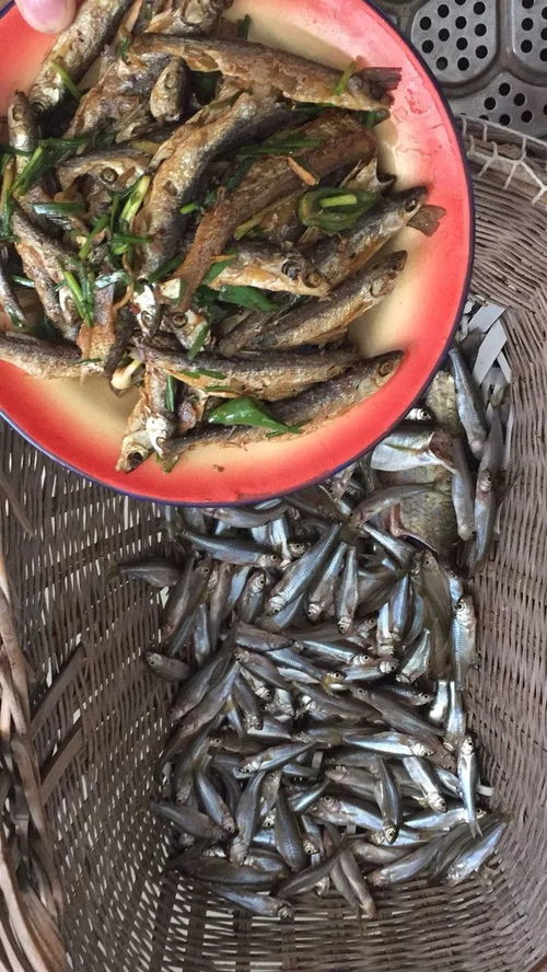 百香果，钓鱼界的隐藏实力饵料