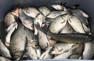钓鱼饵料不诱鱼怎么办？这5个秘籍让你鱼儿争先恐后咬钩！