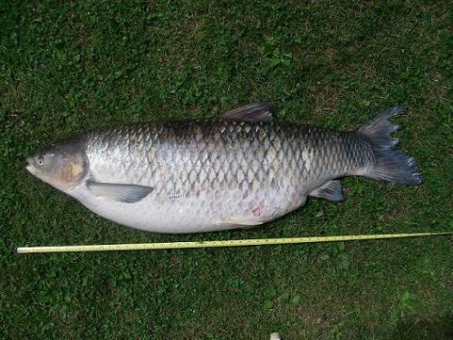 Mastering the Art of Grass Carp Fishing:Techniques for Successful Tai Tai Fishing