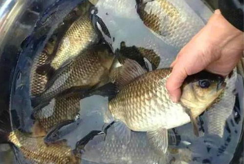 钓鱼饵料被虾捣乱了怎么办？这招教你轻松应对！