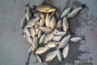 薄荷叶子的妙用，自制钓鱼饵料全攻略