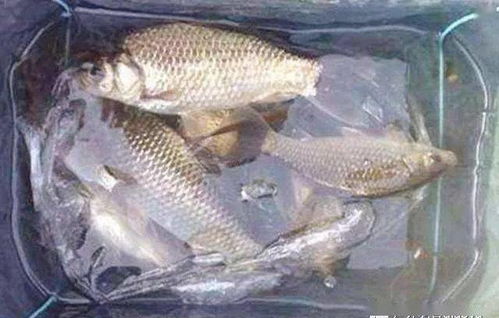 野钓饵料配制全攻略，从入门到精通的实战秘籍