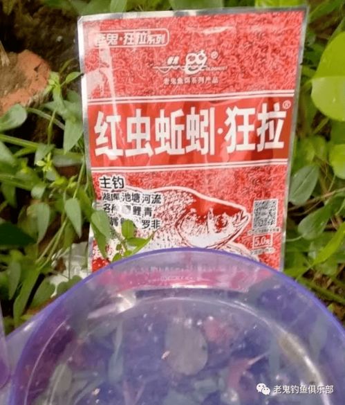 钢石小物钓鱼饵料怎么样？深度解析与实战评测