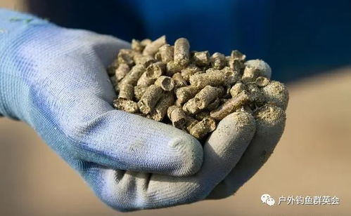 钓鱼饵料里有虫怎么办？5种实用处理方法让你轻松应对，鱼口照样爆！