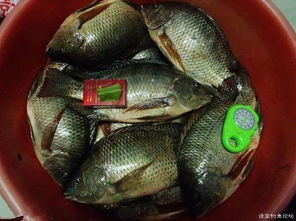 糯米粉的妙用，打造诱鱼高手的自制钓鱼饵料