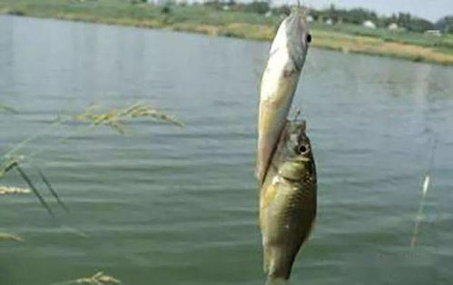 钓鱼饵料水多粘手怎么办？专业解决方法大揭秘