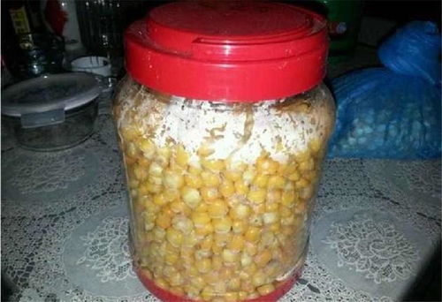 硬玉米做钓鱼饵料，低成本高回报的野钓秘籍