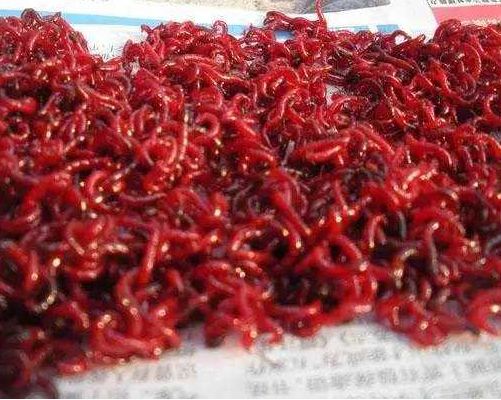 钓鱼饵料纯虾粉怎么用最好
