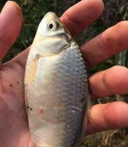 钓鱼饵料不上沉？3招教你轻松搞定