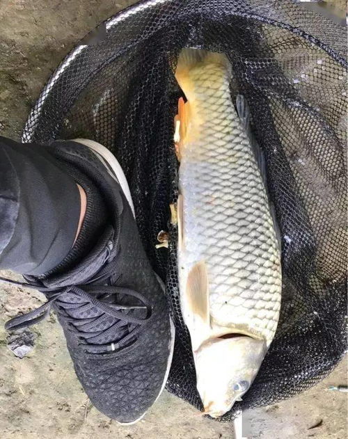 鲤鱼台钓鱼饵料怎么样，全面评测与使用心得