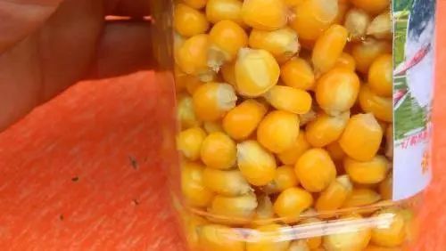 玉米饵料，钓鱼高手的秘密武器