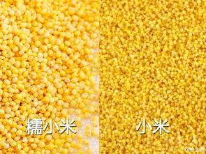 板头卖钓鱼饵料怎么样？深度解析与真实体验