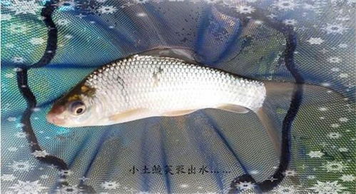 野海乐钓鱼饵料怎么配？专业钓手的秘籍大公开！