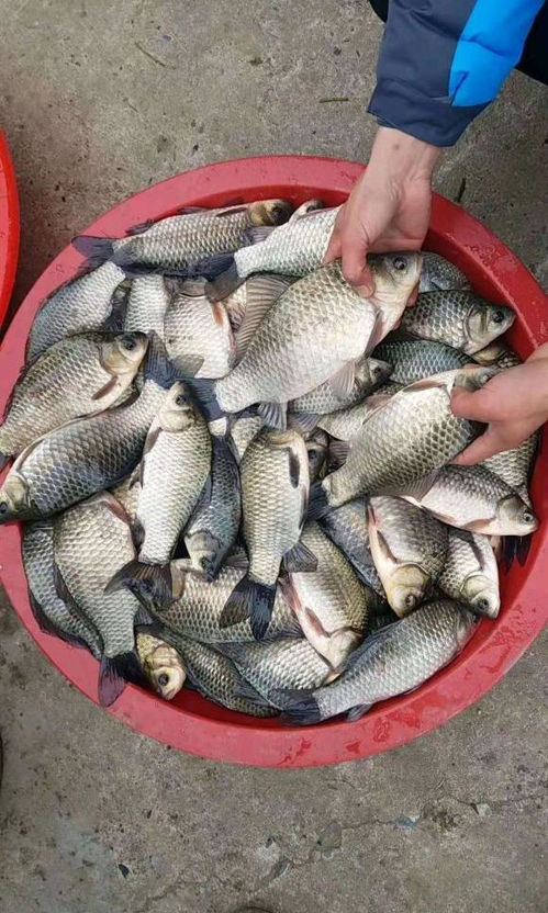 小塘钓鱼饵料制作全攻略，提升鱼获的秘诀