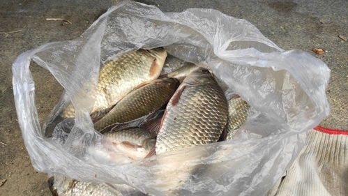 钓鱼饵料滑鱼怎么办？这份视频指南让你不再空手而归！
