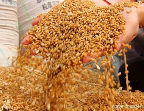 干拌麦子钓鱼饵料的完美配方与使用技巧