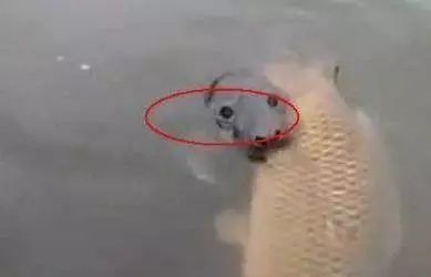 钓大鱼的秘密武器，如何把碎玉米变成诱饵高手