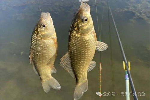 钓鱼饵料怎么送好一点，掌握这几点，鱼获翻倍！