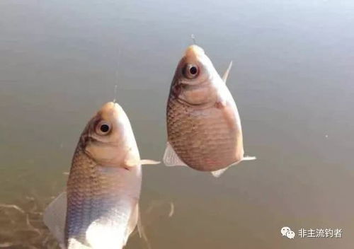 自制极品饵料的钓鱼秘籍，让鱼儿主动上钩