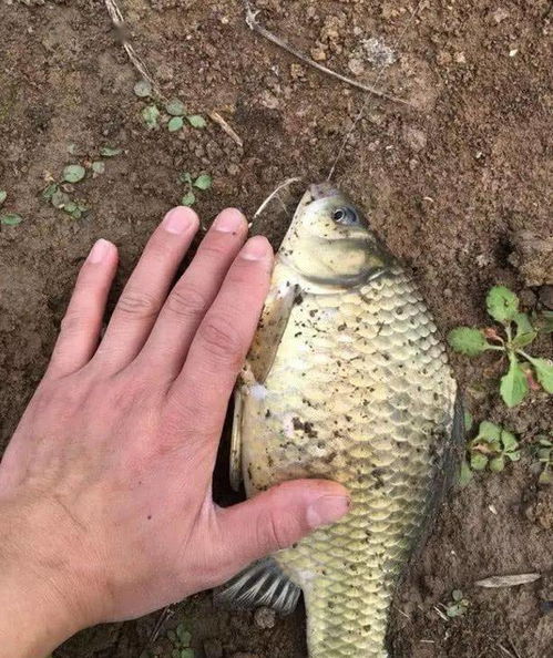 钓鱼饵料腥味儿怎么办？这些方法让你的鱼儿疯狂咬钩！