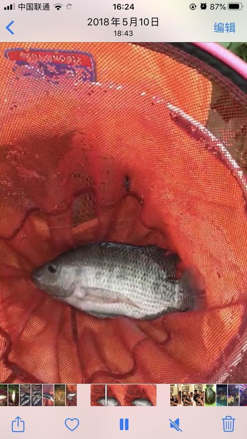使用金鱼饵料钓鱼怎么样？附图片指南—探索非传统饵料的钓鱼效果