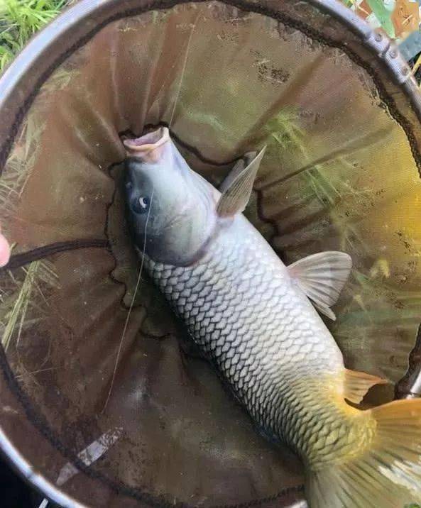 钓鱼饵料钓到鱼怎么办呢？从选饵到成功上钩的完整指南