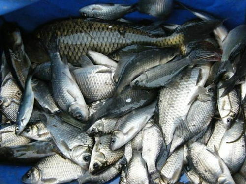 自制虾粉饵料钓鱼秘籍，手把手教你拍出爆款饵料教程视频